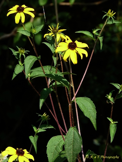 {Rudbeckia triloba}